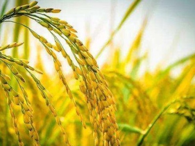 中日团队首次揭示：基因成簇排列是水稻抗杂草的关键