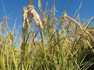 袁隆平：今年全国海水稻推广面积将扩大至10万亩