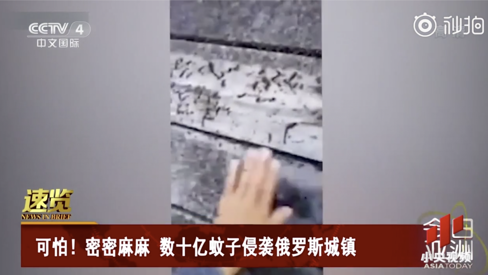 太可怕了！数十亿只蚊子侵袭小镇包裹住外墙