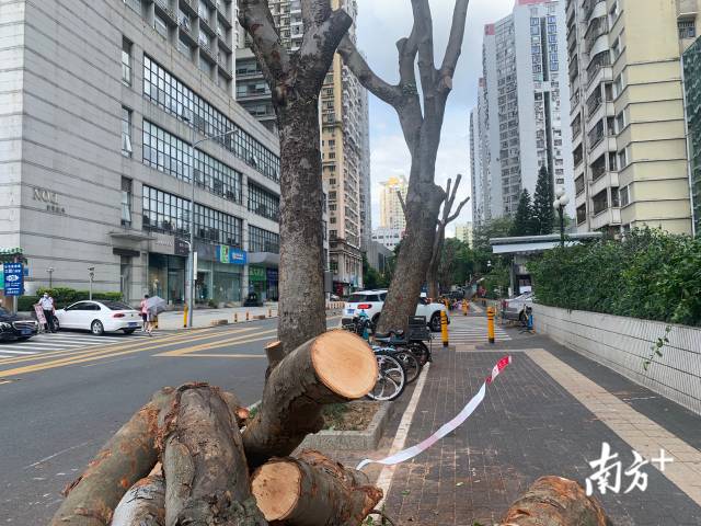 新闻路来了“光头强”？深圳福田遮阴行道树被齐齐“剃头”