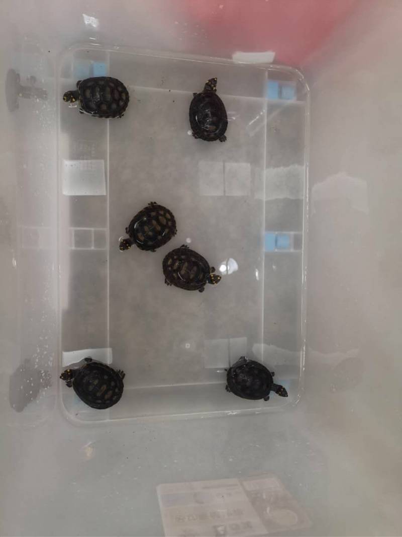 水族馆涉嫌出售野生动物被查 光明警方查获6只国家二级保护动物黄头侧颈龟