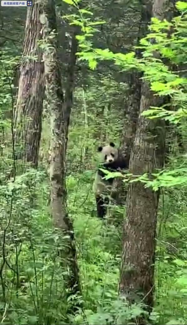 秦岭主峰太白山5年来首现野生大熊猫