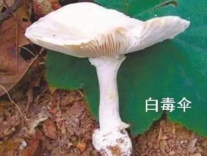 野生蘑菇别乱吃，有些长相平平毒性巨大