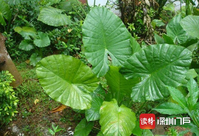 女子公园咬下一片树叶挡雨  不料中毒到急诊室就医