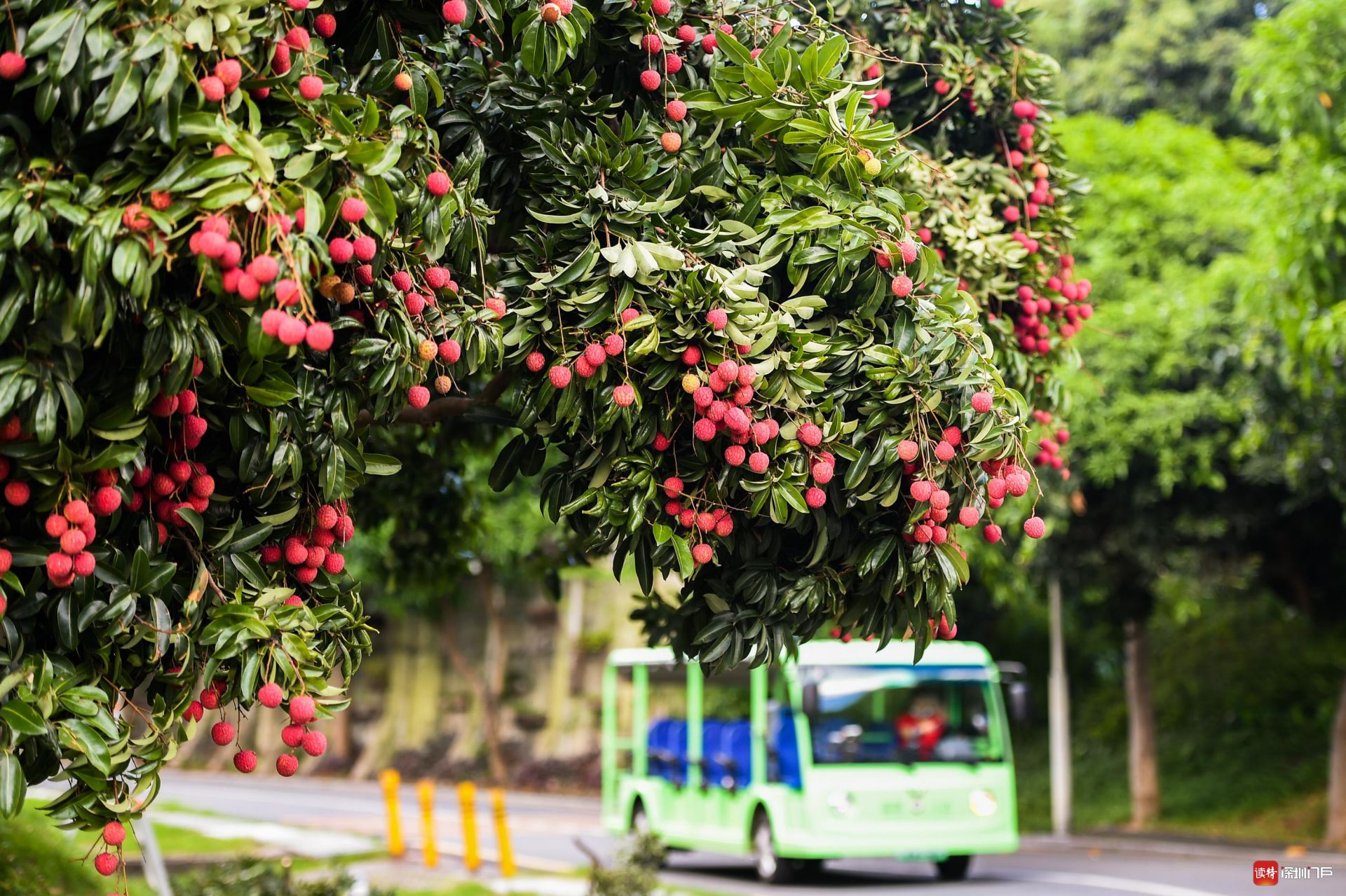 深大2020荔枝节登场，将用冷链快递派送