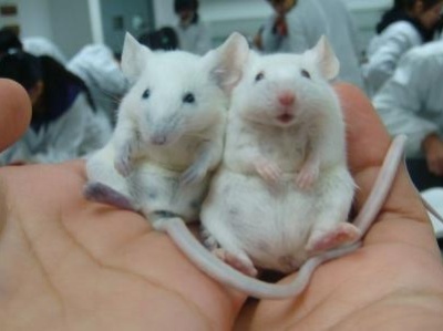 稀释血液后小白鼠变年轻！美科学家进行临床试验寻找逆转人类衰老药物