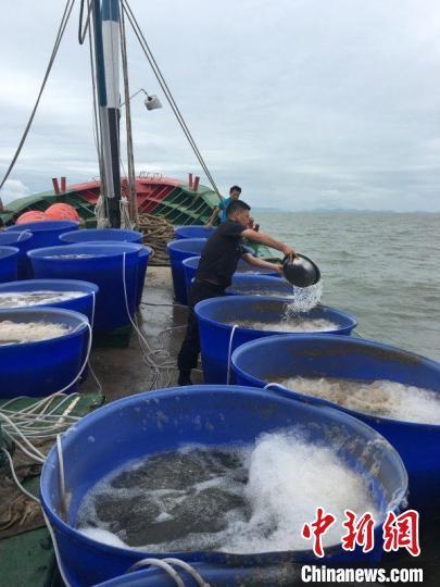 超3亿尾鱼苗游进岱衢洋 浙江岱山修复东海“蓝色粮仓”