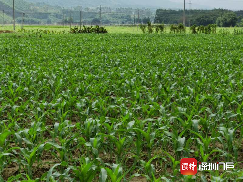 精准扶贫！“土地流转”助东莞长安对口帮扶村脱贫致富  