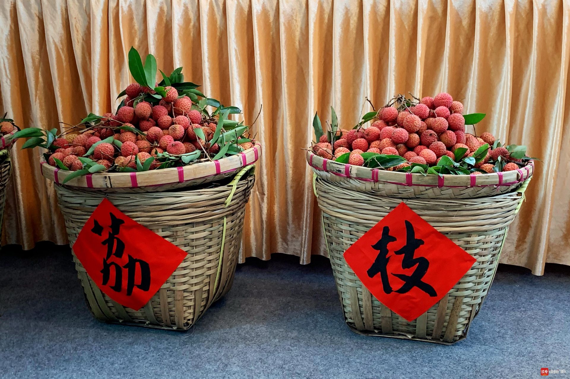 打通销售渠道保障荔农收入 镇长带货“麒麟荔枝”