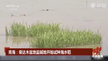 袁隆平团队在柴达木盐碱地试种海水稻