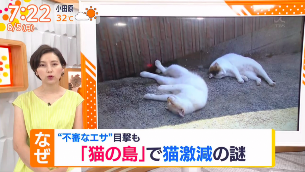 日本“猫岛”60多只猫意外死亡，八旬老人涉嫌投毒被起诉