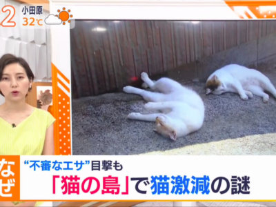 日本“猫岛”60多只猫意外死亡，八旬老人涉嫌投毒被起诉