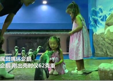 海南生企鹅“喜宝”憨萌亲人 与小朋友面对面互动