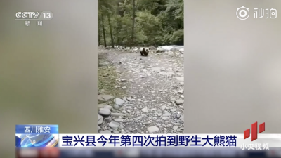 雅安今年第四次拍到野生大熊猫 ：在河边溜着步，突然就窜进了河里