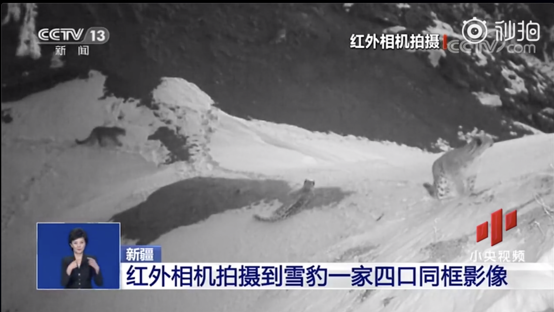 朱广权吐槽雪豹一家四口“长得还挺胖”