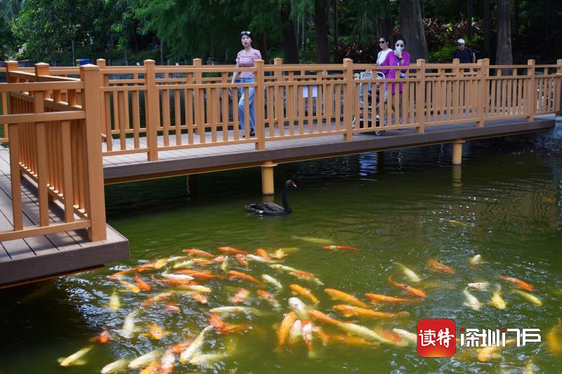 深圳野生动物园“锦鲤亭”向游客开放  “锦鲤亭”里看锦鲤别有一番趣味