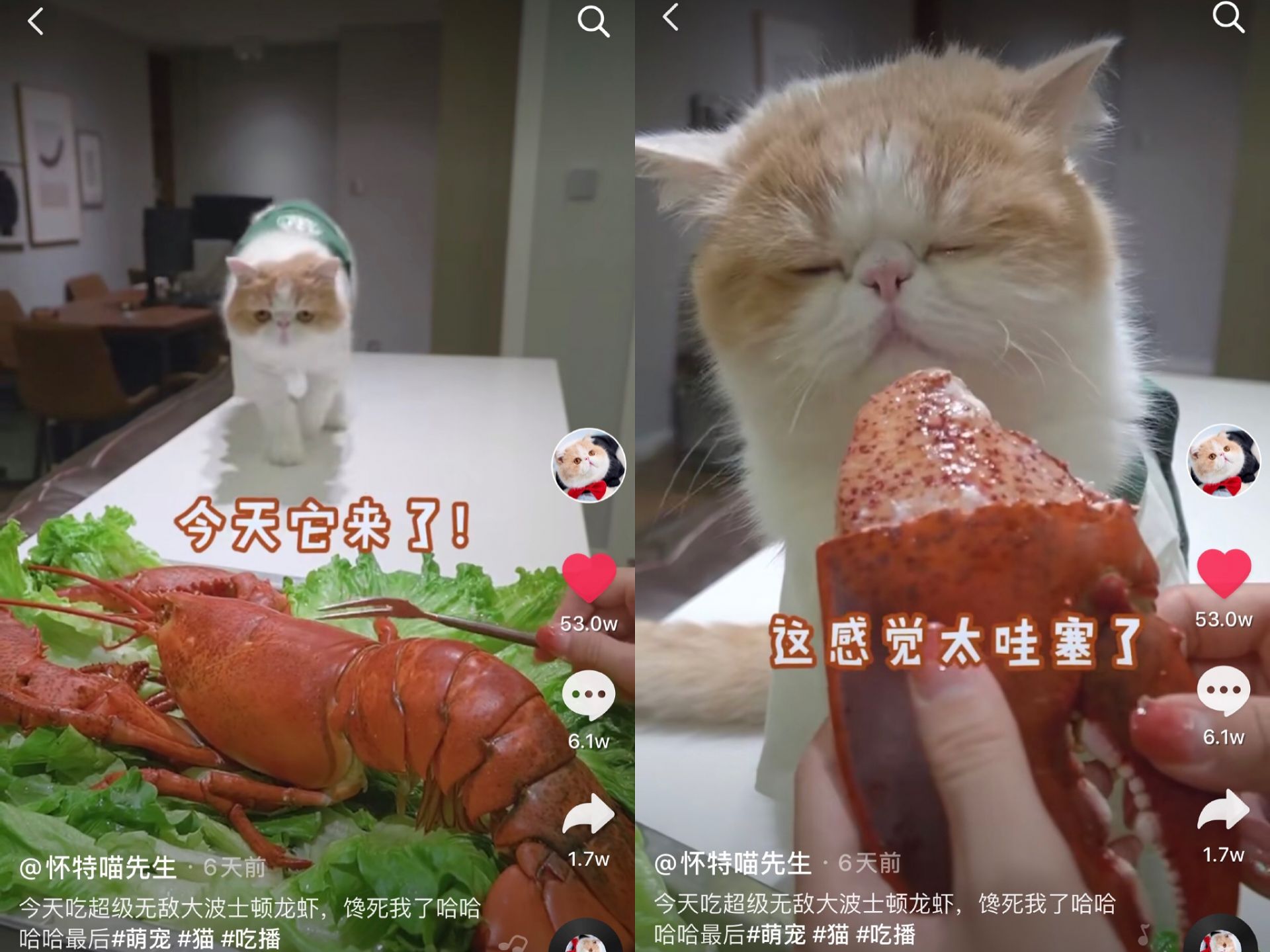 狗狗吃牛排、猫咪吃龙虾，宠物吃播为啥这么好看？