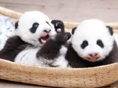 成都大熊猫2只幼仔严重过敏死亡，圈养熊猫史上属首次