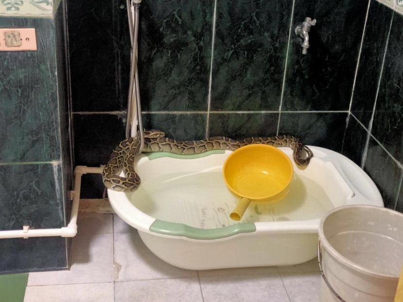 极速真探 | 吓人！宝安一小区8楼住户打开浴室门竟撞见一条蟒蛇......