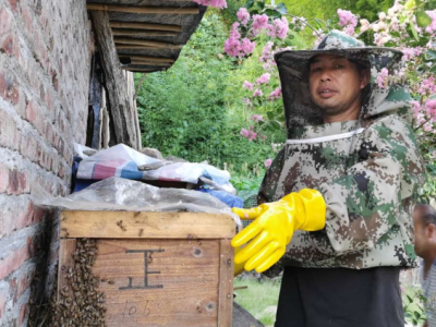 养鸡养蜂还种树，宝安帮扶的青云村民家中收入翻了好几倍