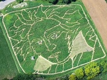 德国农民用庄稼打造贝多芬头像 纪念“乐圣”诞辰250周年