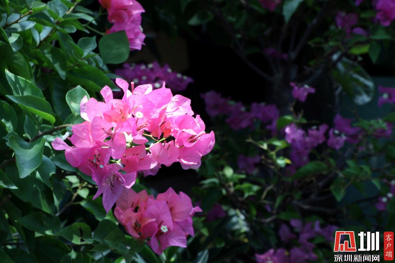 深圳有滋味第3期｜花团锦簇的夏天，我在花卉世界迷了眼