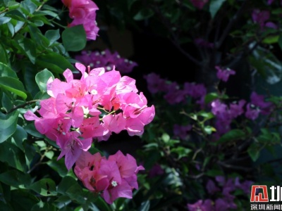 深圳有滋味第3期｜花团锦簇的夏天，我在花卉世界迷了眼