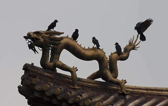 故宫晚上为啥住满了黑乌鸦？
