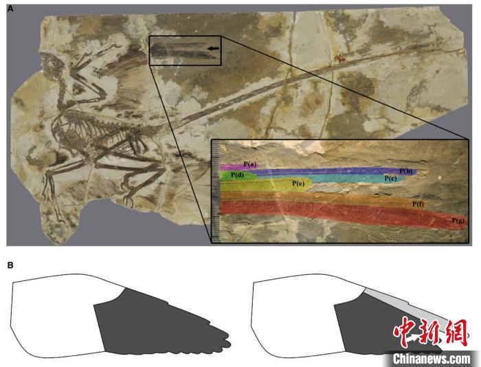中以科学家合作发现长羽毛恐龙1.2亿年前已顺序换羽