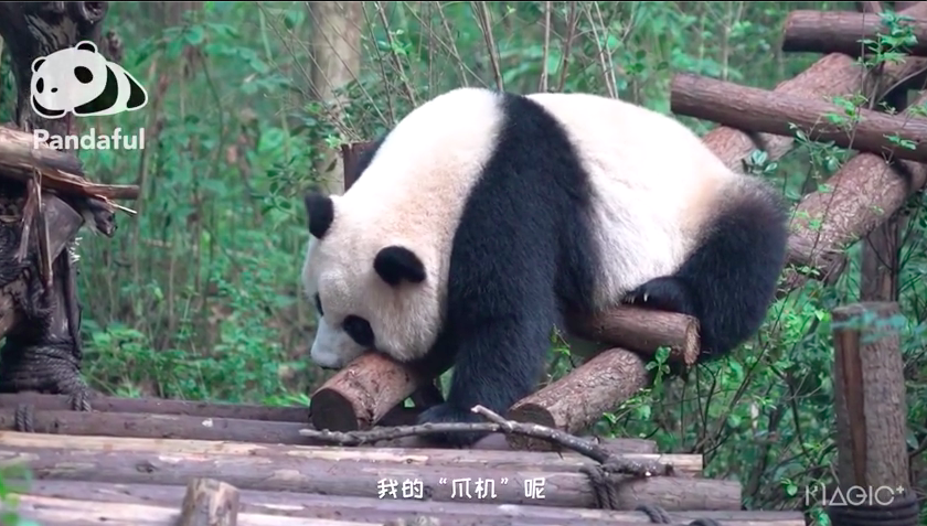 熊猫宝宝：起床怎么那么难