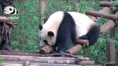 熊猫宝宝：起床怎么那么难