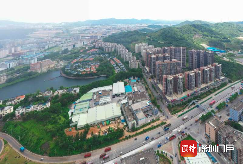东莞凤岗竹塘村栽下梧桐树，引得凤凰来