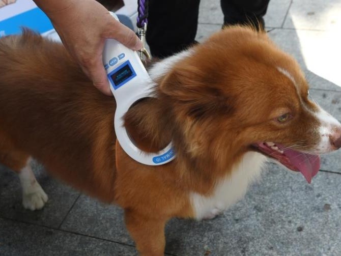 深圳百家犬只芯片免费注射点公布！11月起，未为犬只植入芯片将被处罚