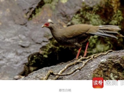 曾登清朝官服，今为广东省鸟 深圳对4只珍禽首次实施异地野外放归