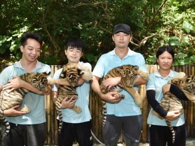 “全球老虎日”深圳野生动物园小老虎受游客喜爱