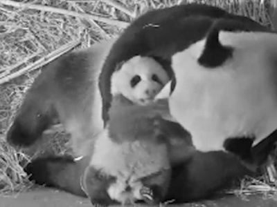 外交部：期待旅荷大熊猫幼崽成增进中荷民心相通的“小可爱”