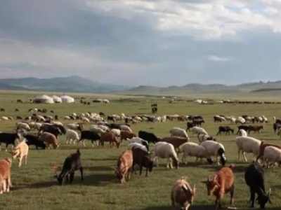驻蒙古国大使：蒙古国送3万只羊将集中屠宰，愿献给湖北人民