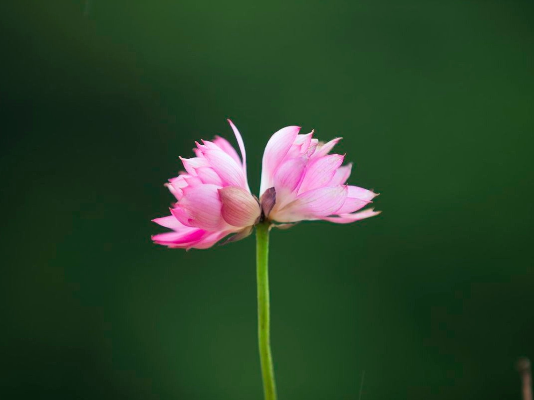 花蕾仅长3厘米！洪湖公园在碗莲中发现最小并蒂莲