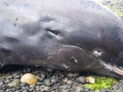 日本货轮毛里求斯触礁后，13只海豚被发现死在附近海滩上