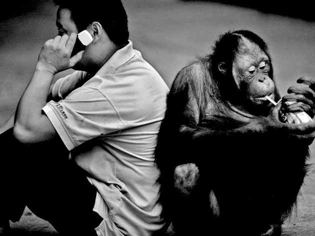 深圳影像志 | 与人交朋友的猩猩（2008年）