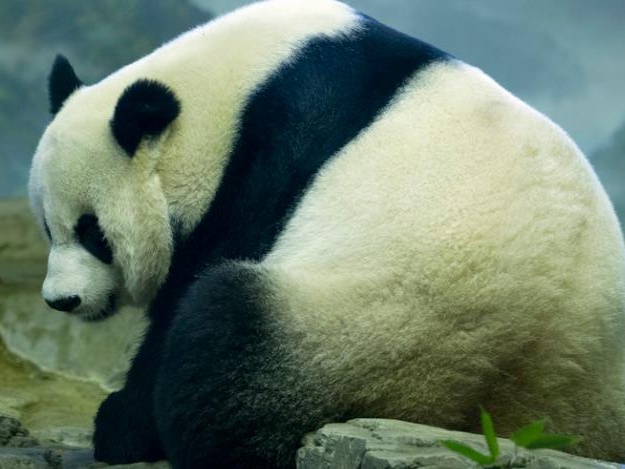 旅美大熊猫美香疑似怀双胎最快本周生，美国网友高兴坏了