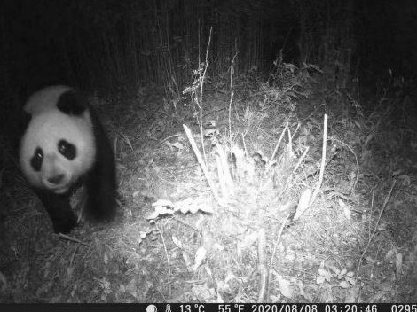大熊猫国家公园：首次在生态廊道内拍摄到野生大熊猫