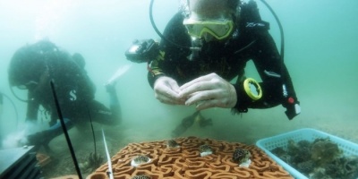 科学家开发旨在恢复珊瑚礁的3D打印人工礁盘