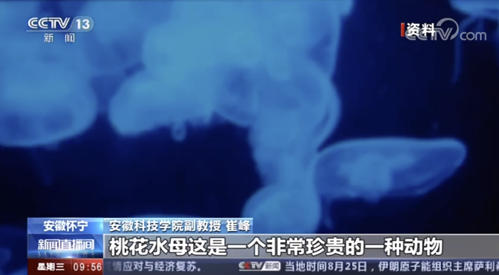 难得一见！安徽怀宁一池塘现大量桃花水母
