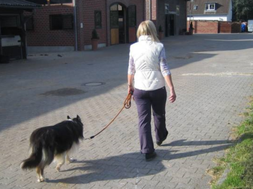 德国将颁布法律要求狗主人每天至少遛狗两次，每次至少一小时