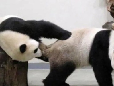赠台大熊猫二胎正式起名为“圆宝”，预计年底可与民众相见