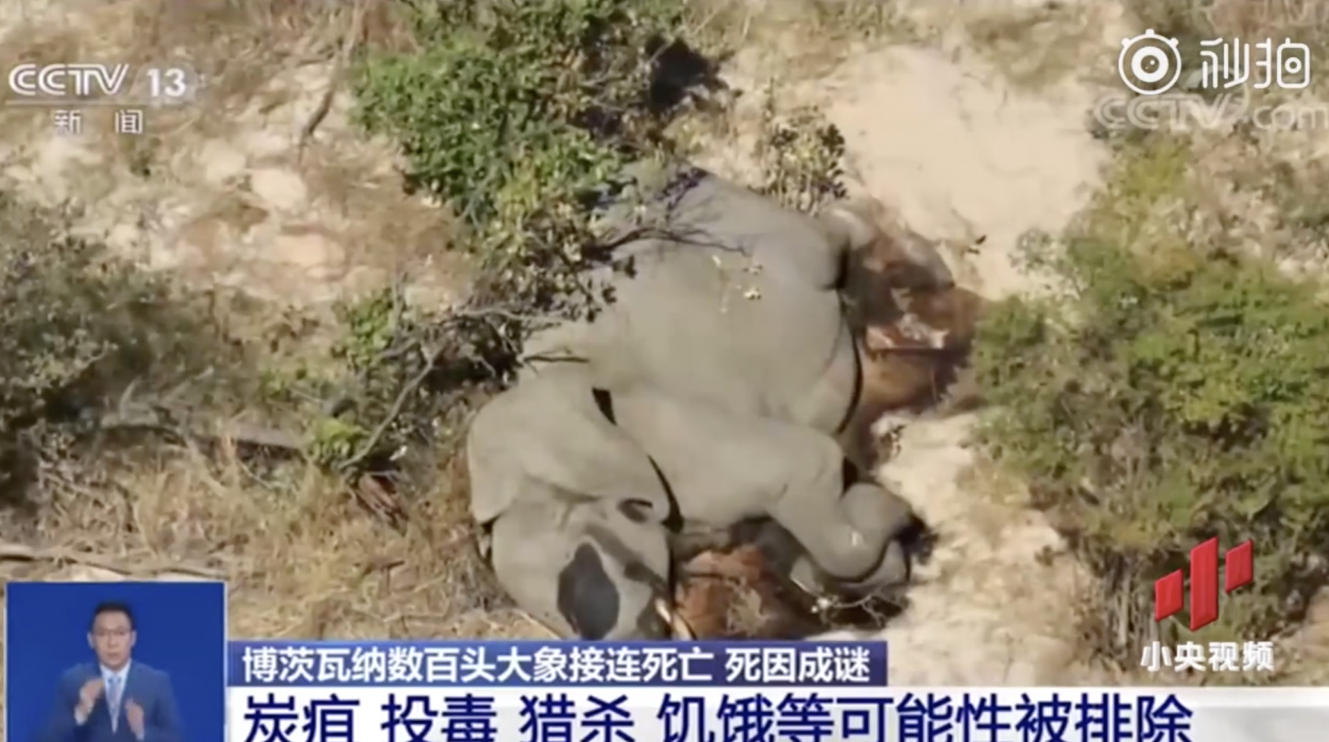 非洲数百头大象神秘死亡，目击者透露了一个细节！