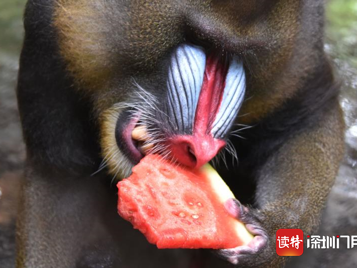 深圳野生动物园山魈“怪脸”与鲜红西瓜相映成趣