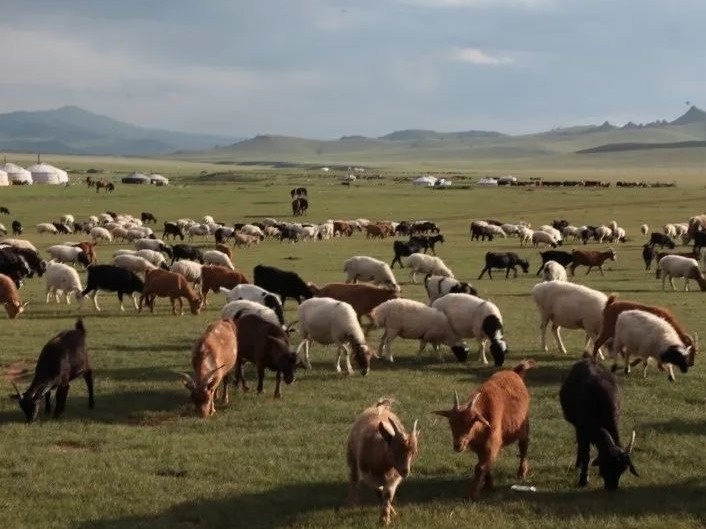 羊来了！蒙古国正式启动3万只羊捐赠程序