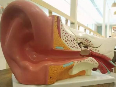 人工耳蜗打开“听力之门”！东莞户籍患者可享补助报销政策
